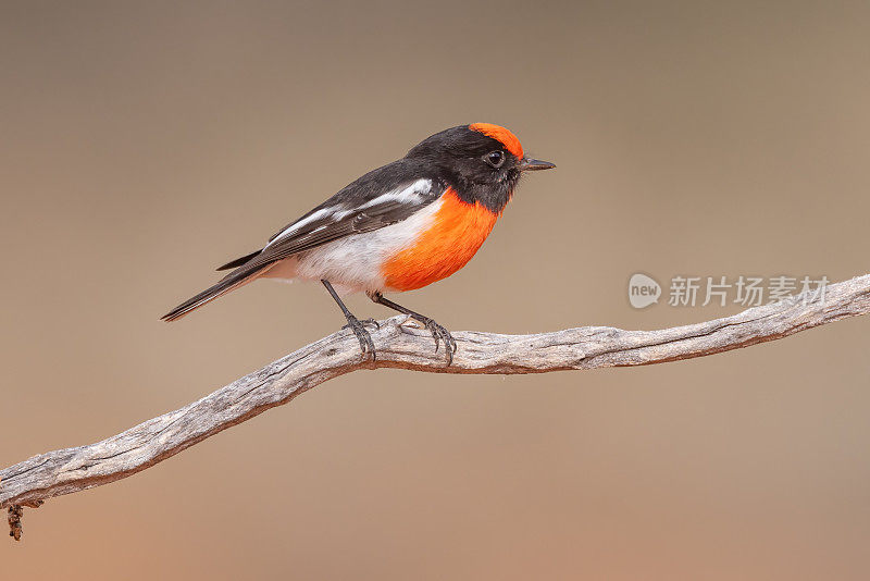 Scarlet Robin，堪培拉，澳大利亚